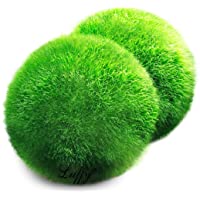 Bola gigante de marimo de 3-8 cm a 5 cm y una bola pequeña.Perfectas para acuarios y estanques- decoración para peceras